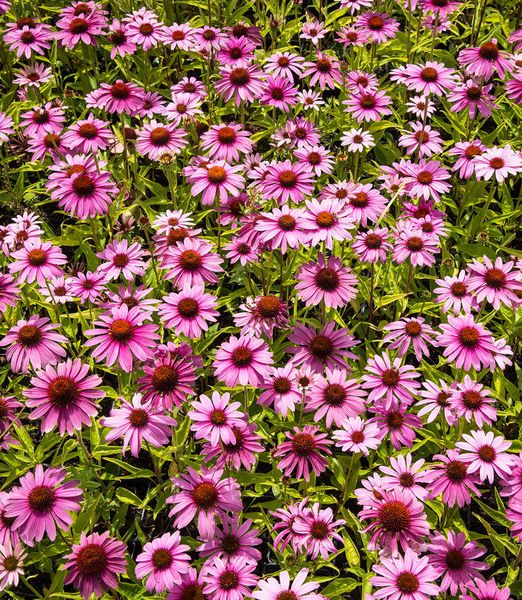 Echinacea purpurea 'Prairie Splendor Rose'